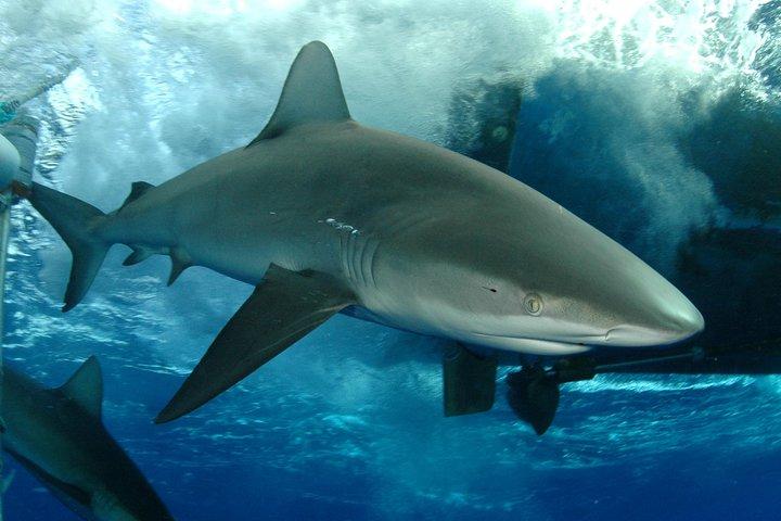 Oahu: North Shore Shark Cage Diving