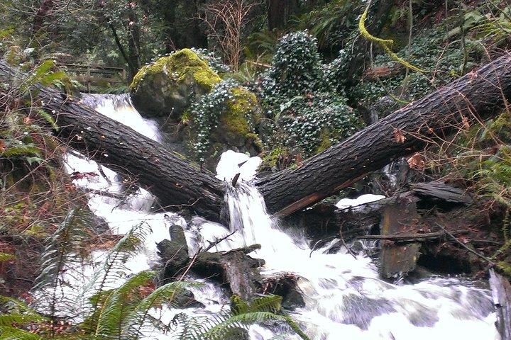 Private Guided Rainforest Hike in Victoria