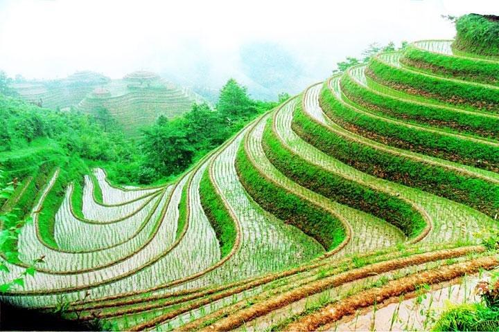 1-Day Longsheng Rice Terrace Tour from Guilin with Private Guide & Driver
