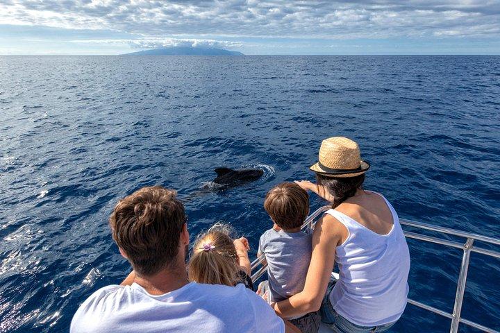 Whales and Dolphins Watching in Exclusive Sailboat