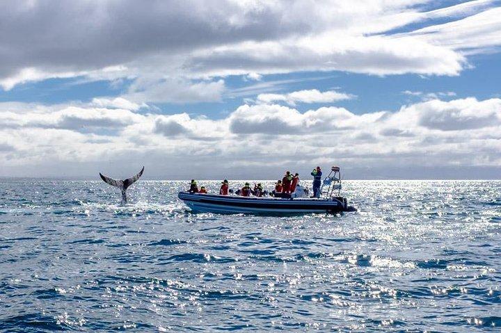 RIB Whale Watching Small-Group Boat Tour from Reykjavik