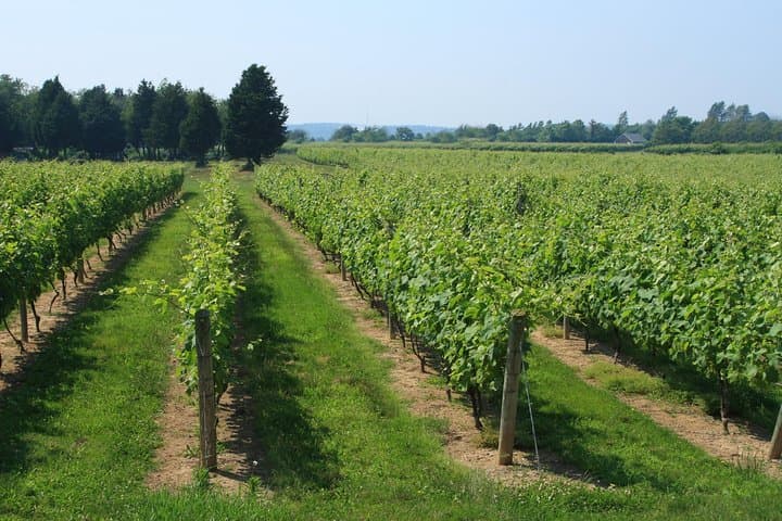 The Hamptons and Long Island Wineries Private Tour