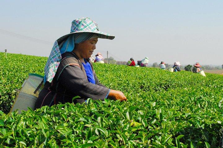 From Chiang Rai: Hill Tribes & Golden Triangle Full Day Tour