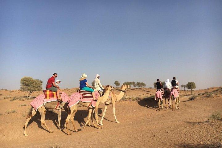 Sunset Camel Ride Including BBQ Dinner From Ras Al Khaimah