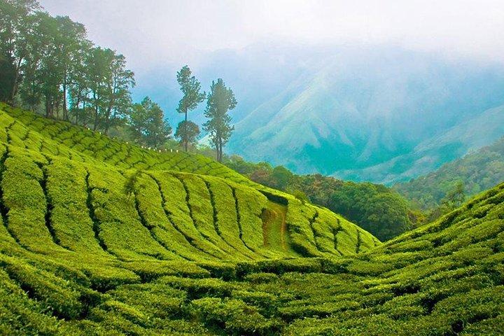 Kandy to Nuwara Eliya Day Trip – Little England & Tea Country