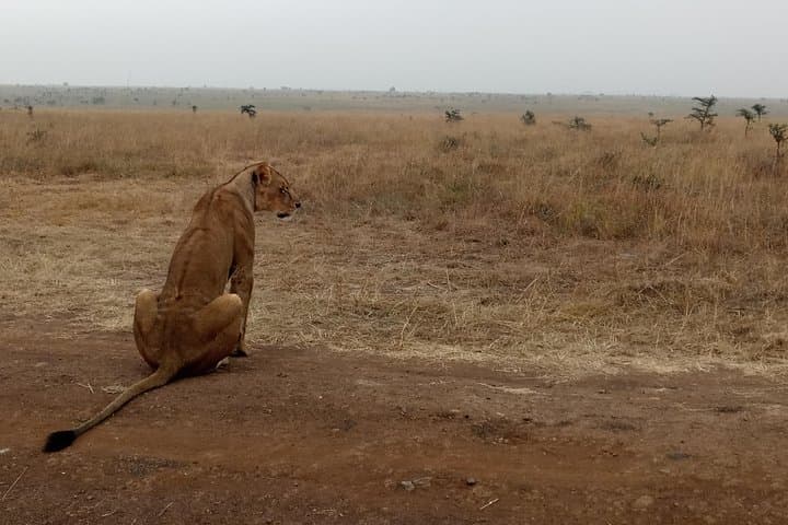 Nairobi National Park Half day Safari with Options