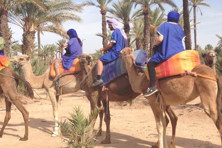 Marrakech Half-Day Camel Ride in Palm Grove