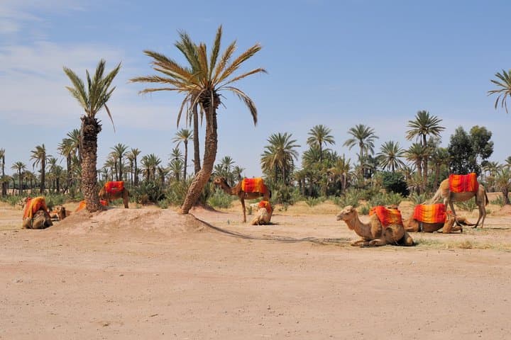 Marrakech Half-Day Camel Ride in Palm Grove