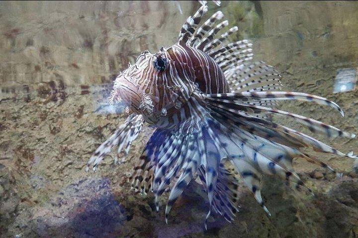 Skip the Line: Santa Marta Marine World Aquarium Admission Ticket and Guide