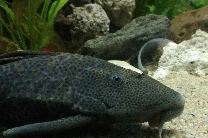 Skip the Line: Santa Marta Marine World Aquarium Admission Ticket and Guide