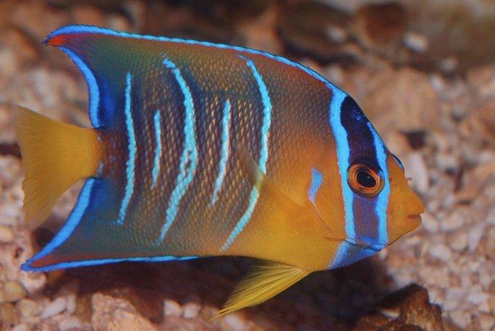 Skip the Line: Santa Marta Marine World Aquarium Admission Ticket and Guide