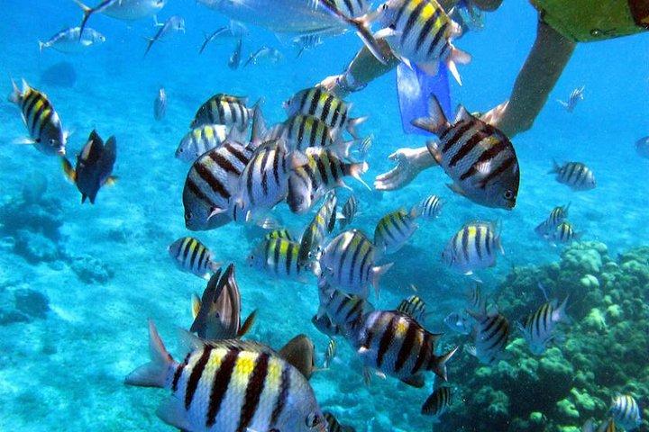 Puerto Morelos Two Reefs Snorkeling Tour