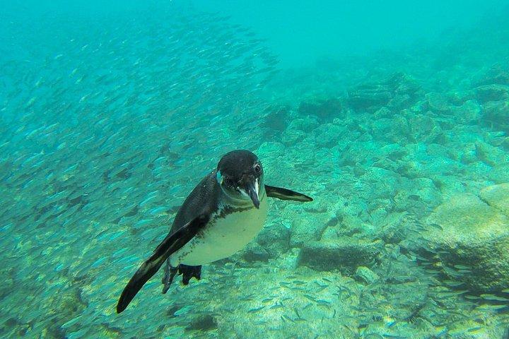 Full-Day Pinzon Island Snorkeling and Fishing
