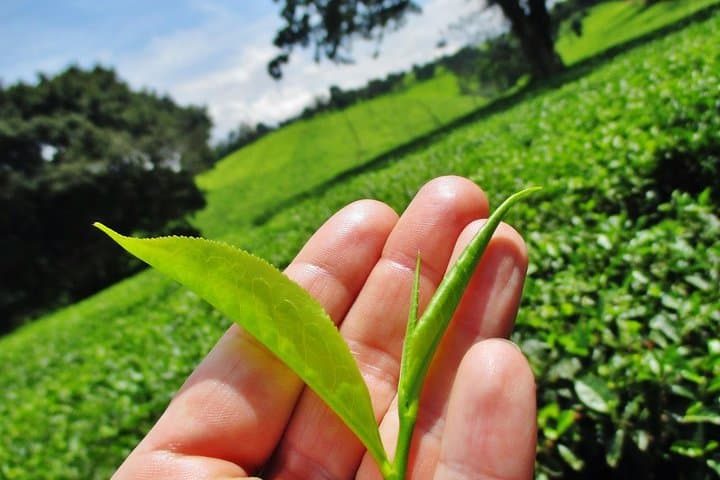 Kiambethu Tea Farm Tour & Lunch From Nairobi