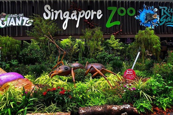 Singapore Zoo & River Wonder & Amazon River Quest & Transfer