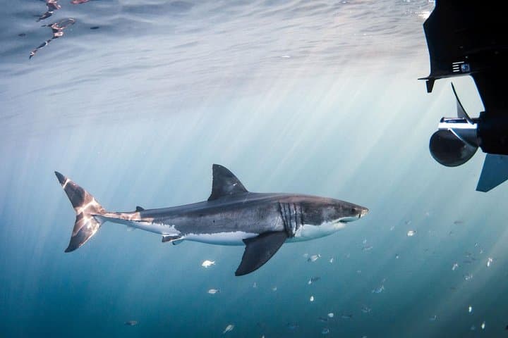 Great White Shark Diving experience.