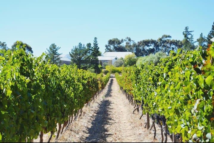 Wine, Beer & Biltong Safari - Private Tour