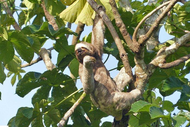 Santa Cruz Sloth and Wildlife Tour