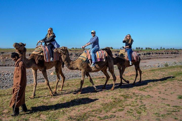 Marrakech Camel Ride at the Palm Groves