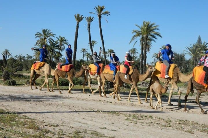 Camel ride tour in Marrakech