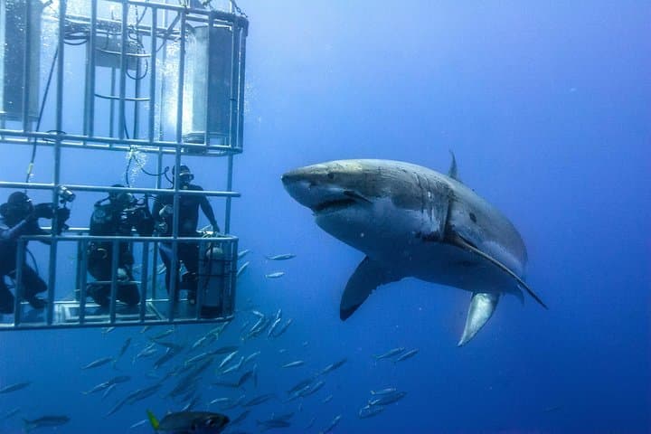 Cape Town - Garden Route: Outdoor Adventure Tour - 5 Days