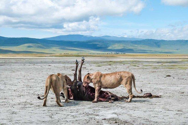 8 days 7 nights best Kenya and Tanzania private lodging safari