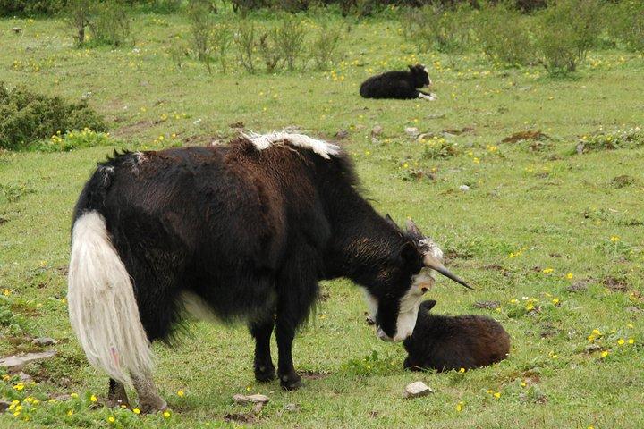 11 Days Bhutan Majestic Jomolhari Loop Trek