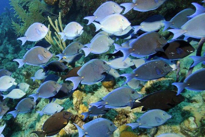 Exclusive Supreme Snorkeling Tour