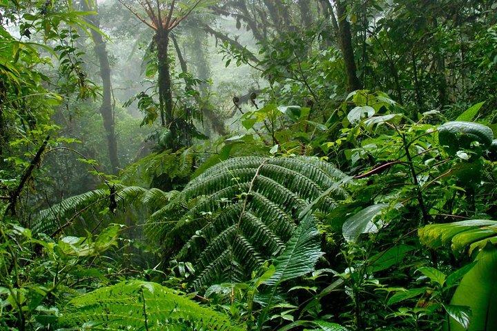 Monteverde Cloud Forest Hanging Bridges Tour from San Jose