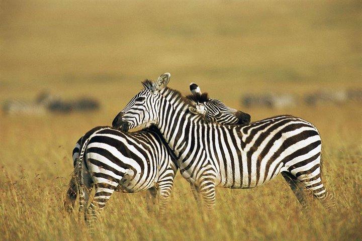 3 Days 2 nights Budget Safari Masai Mara