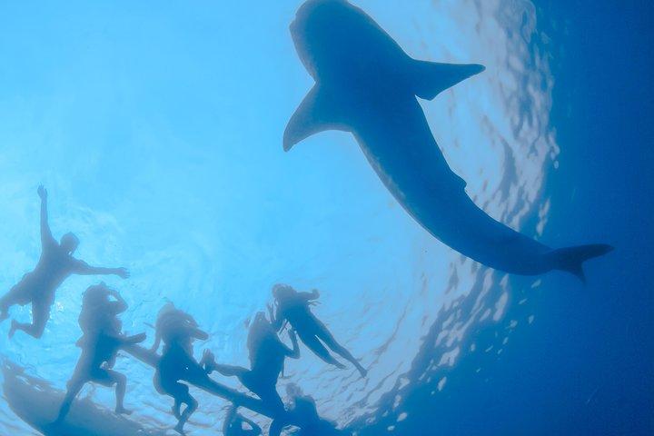 La Paz Whale Shark Snorkeling Tour and Lunch From Los Cabos