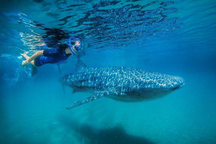 La Paz Whale Shark Snorkeling Tour and Lunch From Los Cabos