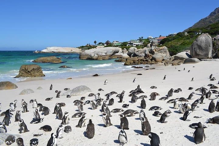 Best Cape Town Private Tour - Cape Peninsula Penguin Full Day