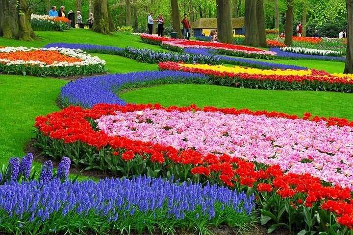 Windmills & Keukenhof Gardens and Tulip Fields Tour from Amsterdam