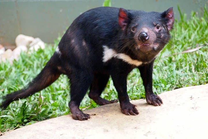 Kuranda Highlights including Rainforestation Aboriginal Culture and Wildlife R1B