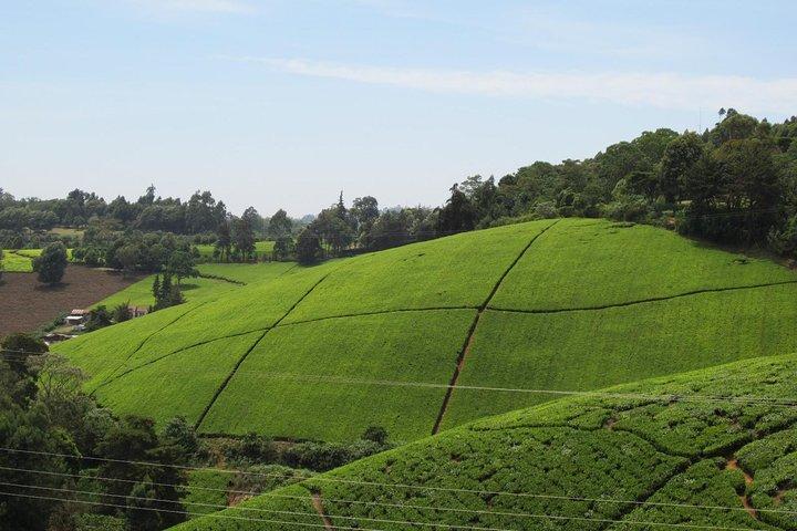 Nairobi Day Tour to Kiambethu Tea Farm & Lunch
