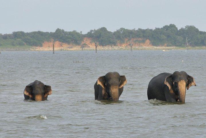 Day Excursions to Udawalawe From Wadduwa