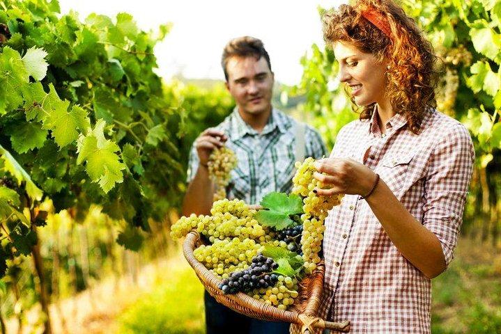 Private Grape stomping in Chianti from Siena
