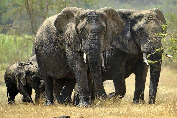 From Kigali: 12 Hour Custom Day trip for game Drive in Akagera NP