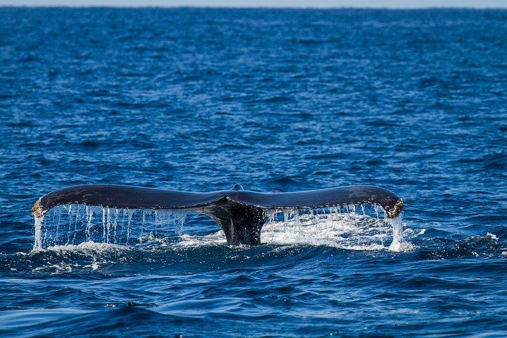 Los Cabos Whale Watching Cruise Including Breakfast