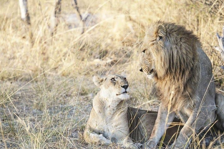 Cape Town 2-Days Aquila Safari Overnight & Robben Island Getaway