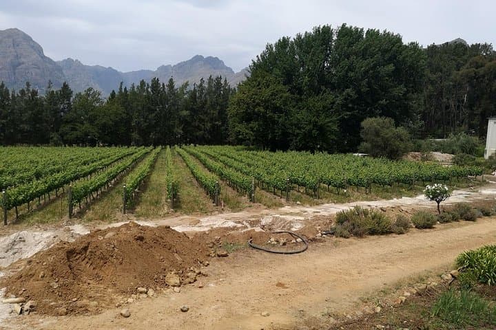 Cape Winelands Stellenbosch Franschhoek Paarl Tour from Cape Town