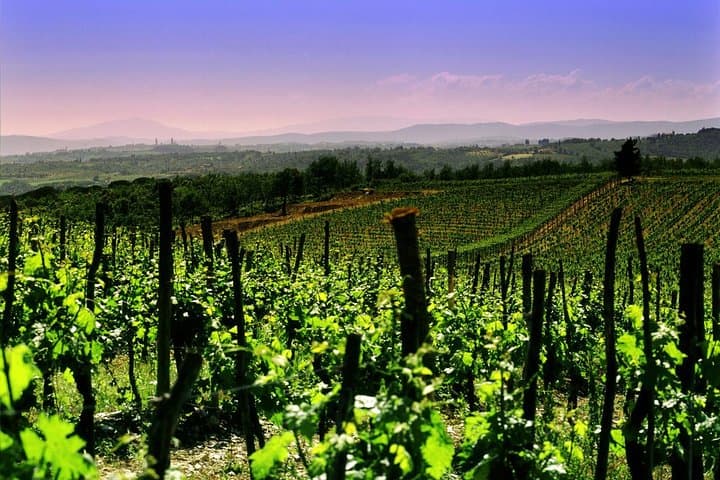Mount Vesuvius Wine Tasting Experience from Naples or Sorrento
