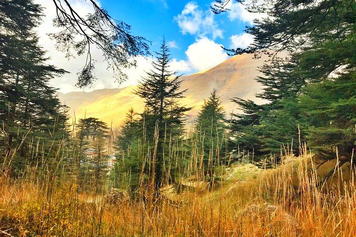 Cedars, Bsharre & Kozhaya Day Tour