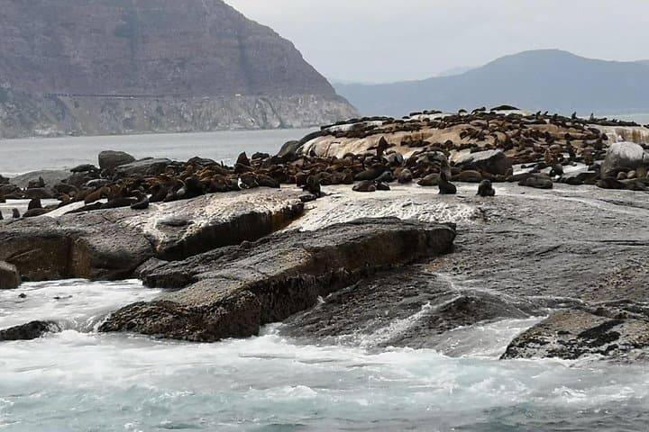 Private Tour: Cape of Good Hope Cape Point Penguins Kirstenbosch
