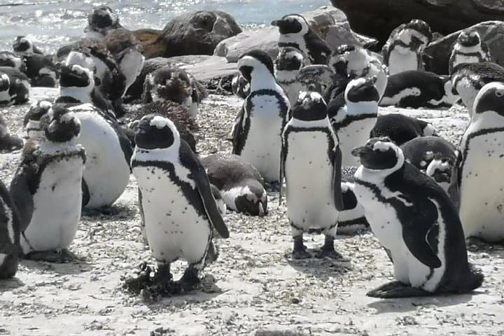 Private Tour: Cape of Good Hope Cape Point Penguins Kirstenbosch
