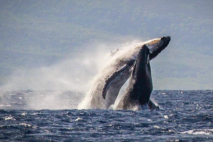 Maui: Whale Watching Cruise with Open Bar from Ka'anapali Beach