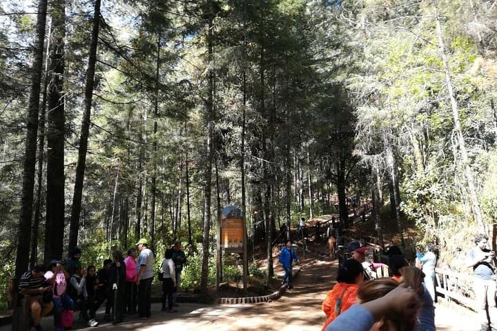 Monarch Butterfly Sanctuary Day Trip from Mexico City