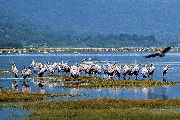 Lake Manyara Guided Day Tour from Arusha