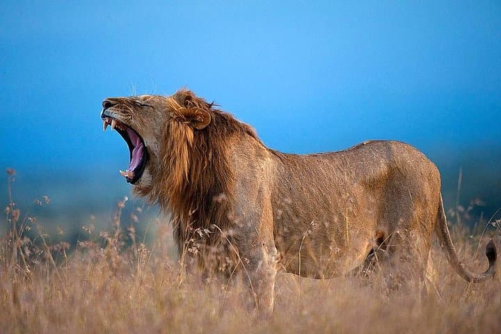 5-Day Ol Pejeta-Lake Nakuru-Masai Mara Private Safari